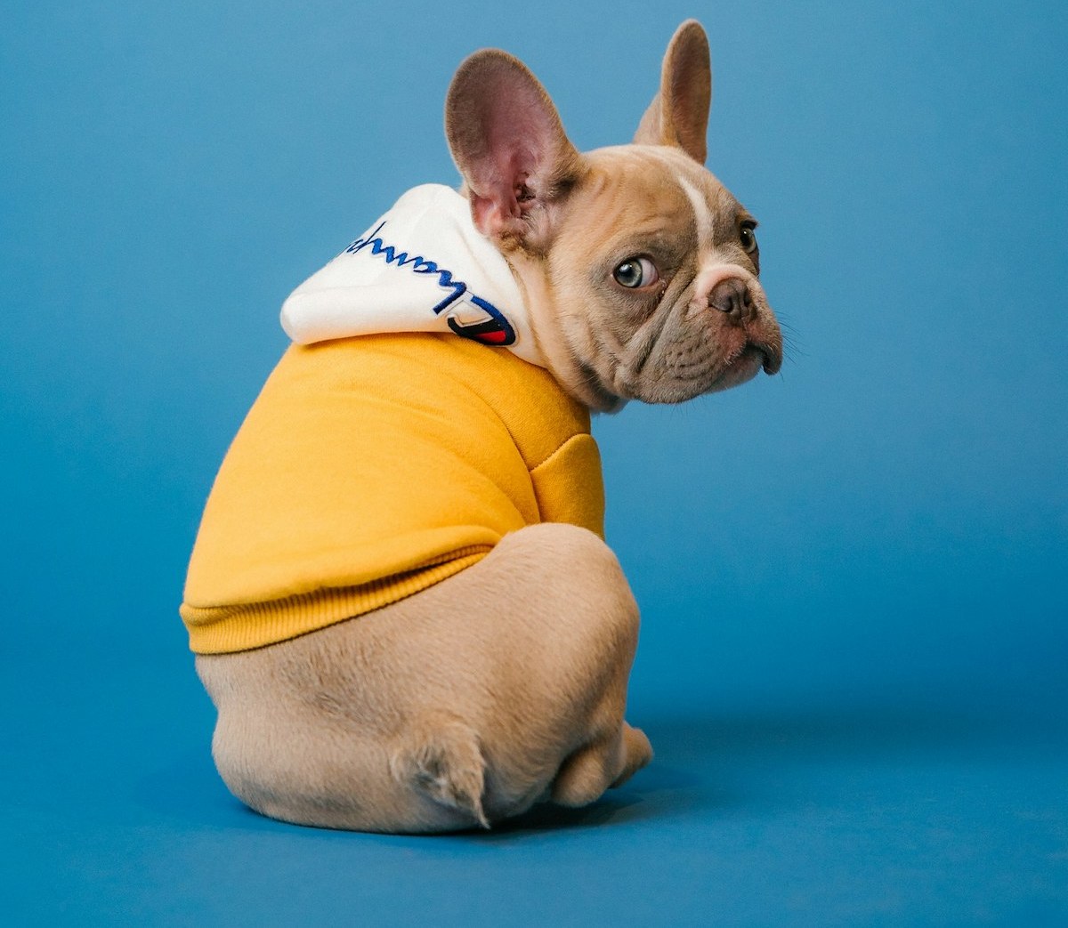 Dog in a yellow hoodie