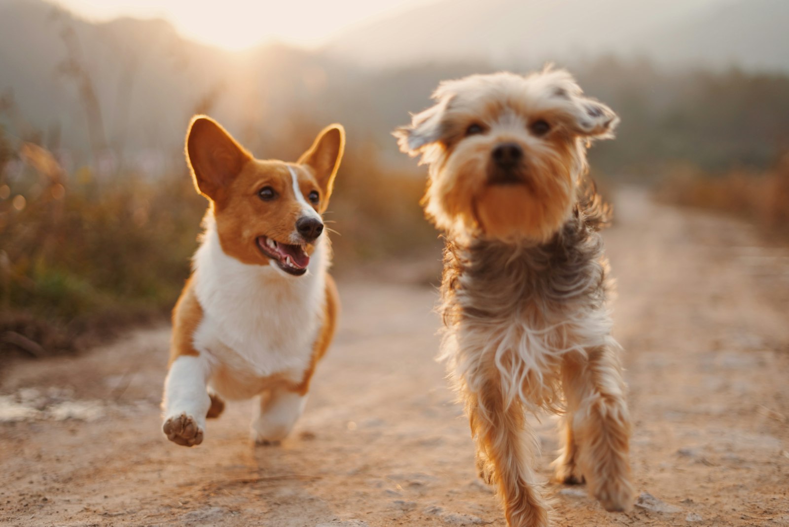Two happy dogs running toward the camera